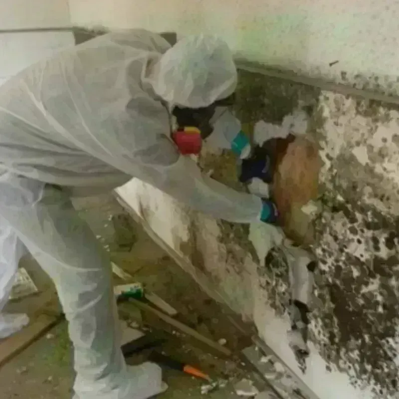 Mold Remediation and Removal in Scott County, VA